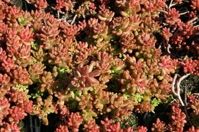 Orpin blanc 'Murale'