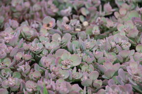 Orpin � feuille grise 'Lidakense'
