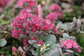 Orpin de Sakhaline 'Rosenteppich'
