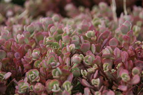 Orpin de l'Himalaya