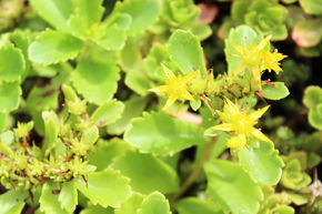 Orpin hybride 'Immergr�nchen' (persistant)