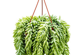 Sedum morganianum 'Burrito'