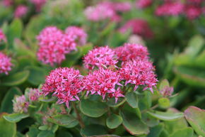 Grand orpin, Sedum spectabile 'Carl'