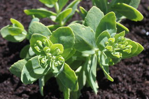 Grand orpin, Sedum spectabile 'Stardust'