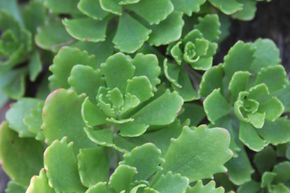 Sedum spurium 'Album Superbum'