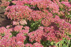 Orpin reprise, Herbe � la coupure 'Herbstfreude'