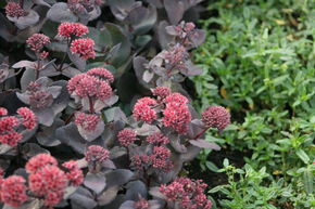 Orpin reprise, Herbe � la coupure 'Jos� Aubergine'