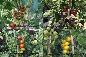 Kit d'autosuffisance Tomates de plein champ 'No Problem'