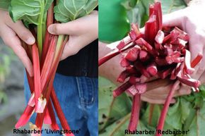 Kit d'autosuffisance en rhubarbe 'Rot & Immer'