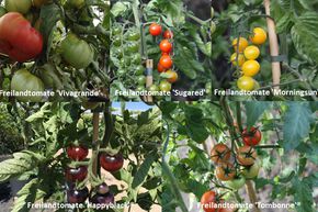Kit d'autosuffisance Tomates de plein champ 'Sorglose Tomatenlust'