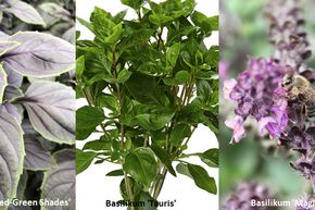 Kit d'autosuffisance Basilic 'Sommerlust'