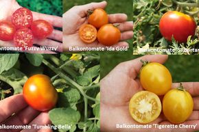 Kit d'autosuffisance en tomates de balcon 'Terrassenparadies'