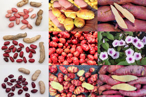 Kit d'autonomie 'L�gumes de terre'