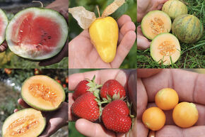 Kit d'autonomie pour potager 'Verger d'�t�'