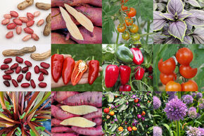 Kit d'autonomie potager 'Jardin potager comestible'