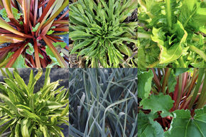Kit d'autonomie 'L�gumes perp�tuels en bacs sur�lev�s'