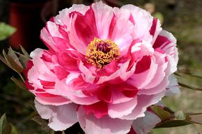 Pivoine arbustive 'Shima Nishiki'