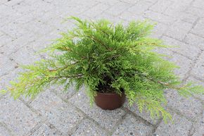 Cypr�s rampant de Sib�rie, nain