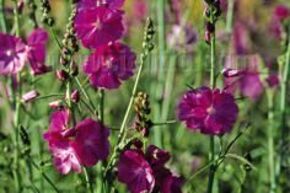 Sidalcea 'Party girl'