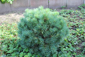 Pin sylvestre 'Watereri'