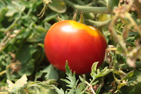 Tomate de balcon 'Silbertanne'
