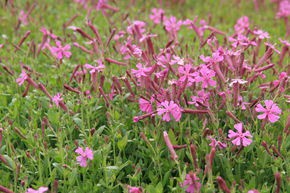Sil�ne 'Splendens'