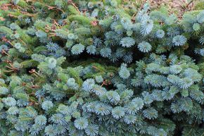 �pic�a de Sitka 'Silberzwerg', nain
