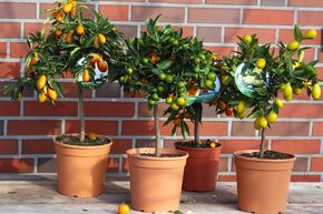 Lot de 4 petits fruits 'Snackzitrus' (Snack d'agrumes)