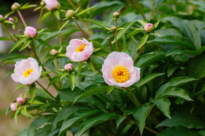 Pivoine 'Soft Salmon Saucer'