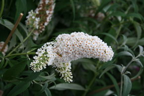 Arbuste � papillons 'White Profusion'