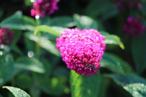 Arbre aux papillons 'Miss Molly'