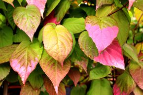Kiwi arctique m�le 'Adam'