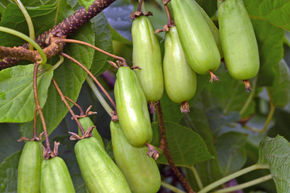 Actinidia kolomikta 'Vitakola'