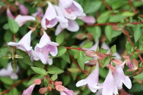 Abelia � grandes fleurs 'Pinky Bells'