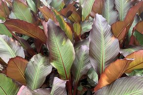 Bananier rouge d'Abyssinie 'Maurellii'