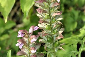 Acanthe � feuilles molles