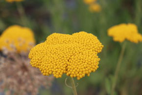 Achill�e � feuilles de foug�re 'Coronation Gold'