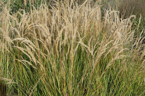 Achnaterum 'Alg�u'