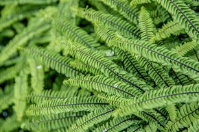 Capillaire 'Imbricatum'