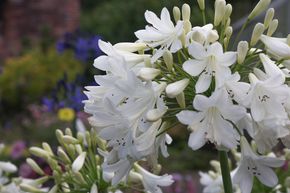 Agapanthe blanche 'Arctic Star'