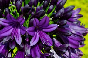 Agapanthe 'Black Jack'