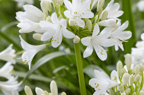Agapanthe 'Ever White'