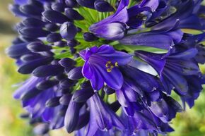 Agapanthe 'Midnight Sky'