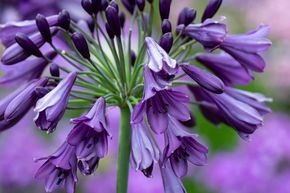 Agapanthe 'Poppin Purple'