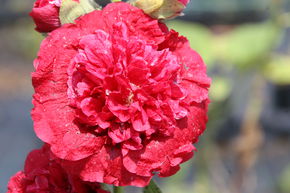 Rose tr�mi�re 'Pleniflora' rouge