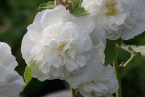 Rose tr�mi�re 'Pleniflora' blanc