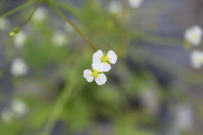 Grand plantain d'eau