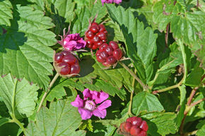 Framboisier arctique 'Beata'