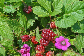 Framboisier arctique 'Mespi'