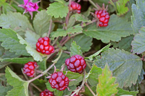 Framboisier arctique 'Tarja'